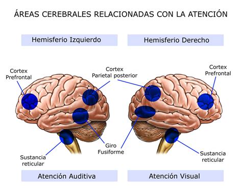 Bases cerebrales de la atención y la memoria Mind Map