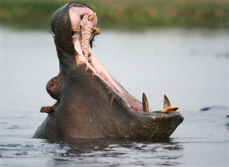 Hippos Africas Most Dangerous Animal