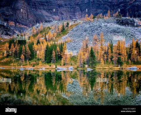 Lake Reflection Larch In Fall Color At Moor Lake And Mountains Yoho