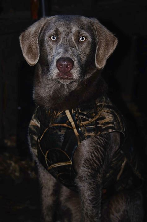 Balls, sticks, small boats and even children who might happen to go for a swim. Gorgeous silver lab | Silver lab puppies, Lab puppies ...