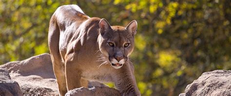 The Eastern Cougar Extinction Or Myth