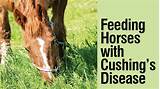 Horse Cushing''s Medication Images