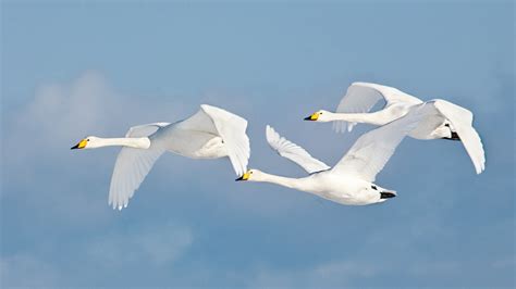 Bird Swan Flying In Sky Hd Wallpapers