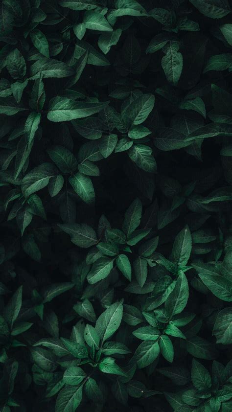 Dark Green Leaves Wallpapers Top Free Dark Green Leaves Backgrounds