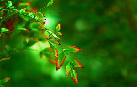 Wallpaper Leaves Macro Red Green Background Tree Widescreen