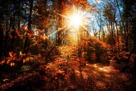 Sunny Path October Country Autumn Cozy In The Forest