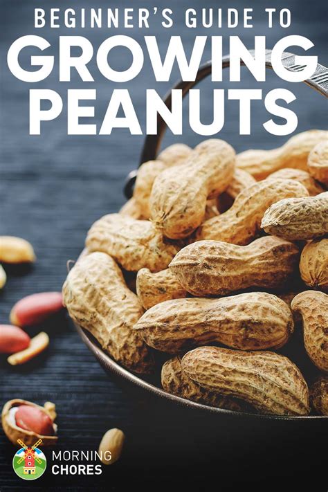 Before planting burn the pith and fill half with decomposed manure. Growing Peanuts: Planting Guide, Care, Problems and Harvest