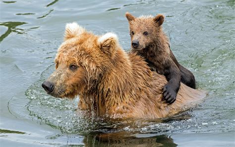 Fotos von Braunbär babys ein Bär Schwimmt Zwei Wasser Nass 1920x1200