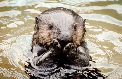 Party With A Penguin And Socialize With A Sea Otter