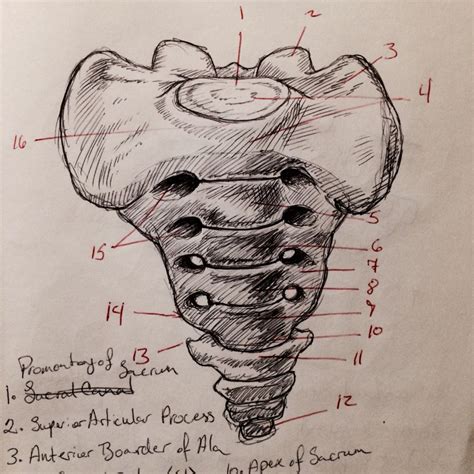 Anterior Surface Of Sacrum Drawing L Human Anatomy Diagrams Otosection