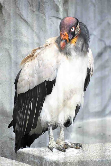 Worlds Oldest King Vulture Dies At Nagoya Zoo The Japan News