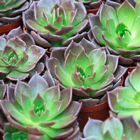 10 Cool Succulents That Make Great Houseplants Taste Of Home