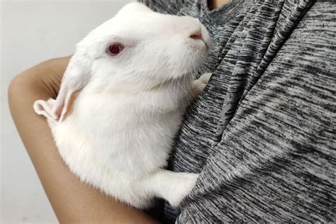 Why is my rabbit urinating so much? (all you need to know)