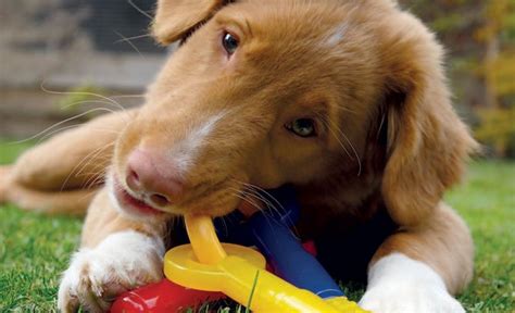 Almost every puppy owner shares the problem of puppy biting. How do I stop my puppy from biting? - Your Dog