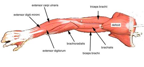 The female muscular system laminated anatomy chart. female arm muscle diagram - Google Search | Arm muscles ...