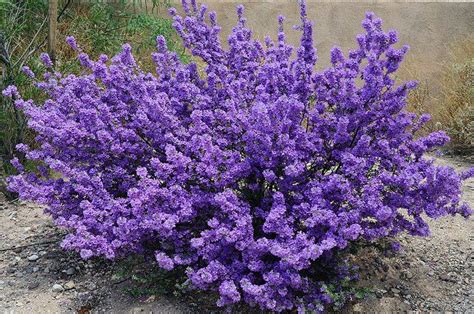 Purple Sage Plant Purple Sage Bush Flickr Photo Sharing
