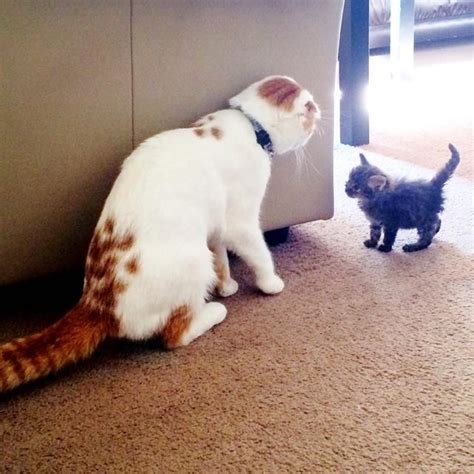 Scottish Fold Cat Takes In Scrappy Rescue Kitten And Becomes Her Foster