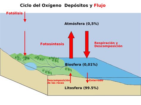 Ciclo Del Oxigeno Imagen