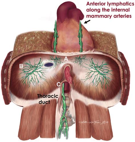 Lymphatics Of The Diaphragm Are Clustered In The Anterior A Middle