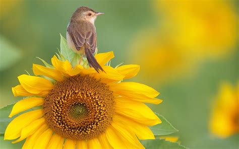 The best quality and size only with us! Bird and Flower Wallpaper (56+ images)