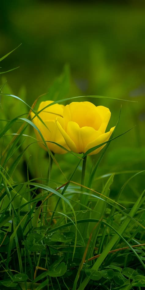 Download 1080x2160 Wallpaper Grass Yellow Tulips Bloom Honor 7x Honor 9 Lite Honor View 10