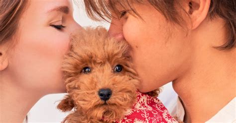 Study Reveals Humans Kiss Their Dog More Than Their Partner