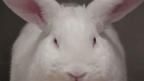 Close Up White Rabbit With Red Eyes Stock Video Footage 0012 Sbv