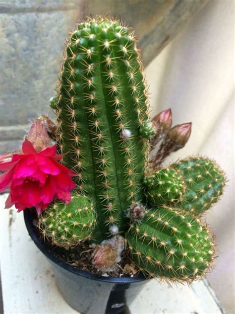 Ornamental plant material should not be eaten, as some contain toxins or may cause allergic reactions. Chamaelobivia 'Rose Quartz' (Peanut Cactus) | Cactus ...