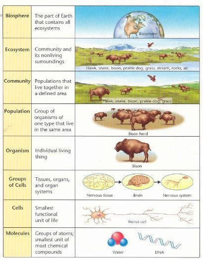 Biology Levels Of Organiation Free Homework Help