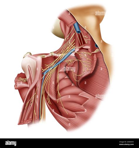 Brachial Plexus Anatomy Illustration A Nerve Plexus Is A Network Or