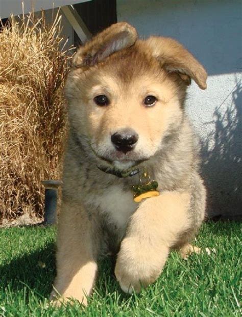 Husky and golden retriever mix has a smooth outer layer that is often black, white, gray, and even red. golden retriever husky mix puppies | Cute Puppies ...