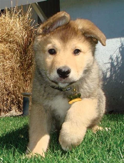Ct breeder has the largest selection of outstanding purebred puppies for sale in connecticut and a mix between a maltese and a yorkshire terrier, the morkie is full of personality and craves the attention of his owners. golden retriever husky mix puppies | Cute Puppies | Cute ...