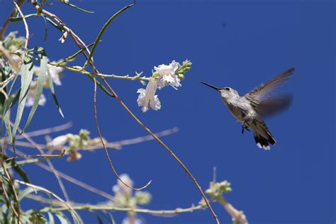 Female Costas Hummingbird In The Mojave Desert Rbirding