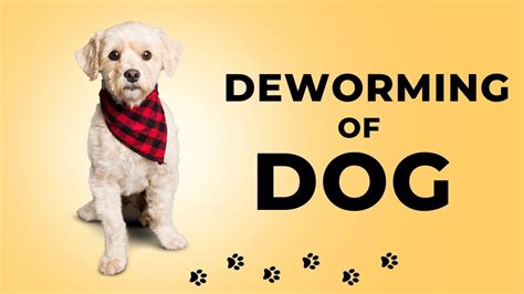 Keeping Your Furry Friends Healthy: The Importance of Deworming Pets