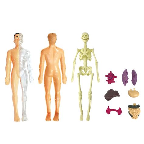 Buy Human Body Organs Model Anatomy Human Unisex Torso Assembly