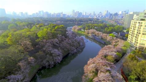 桜の名所 千鳥ヶ淵 空撮 Aerial Shot Place Famous For Cherry Blossoms In Tokyo