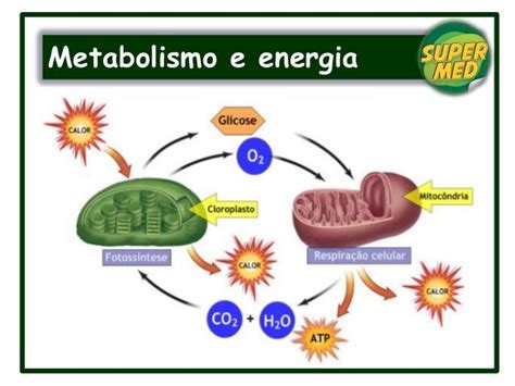 Imagenes De Metabolismo Celular Champnew