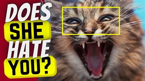 14 Signs That Your Cat Hates You Youtube