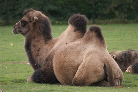 Bactrian Camel - Camelus Bactrianus Stock Photo - Image of fauna