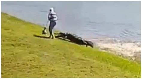 On Camera 85 Year Old Florida Woman Killed By Alligator While Trying