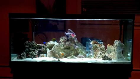 80 Gallon Saltwater Fish Only Tank And Nano Reef Set Up Hd Available