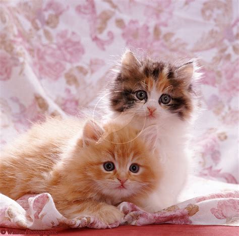 47 Cute Cats And Kittens Wallpaper On Wallpapersafari