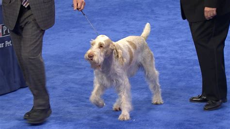 national dog show spinone italiano sporting group nbc sports