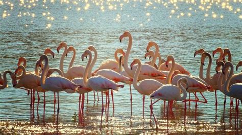 Dónde ver flamencos en HuelvaMuy cerca