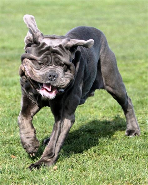 Comercial importadora laticínios napolitano do abc ltda. Pin by Dog Breeds on Neapolitan Mastiff | Dog breeds ...