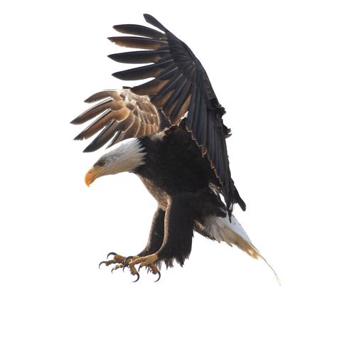 Bald Eagle Landing Photograph By Patrick Nowotny Fine Art America