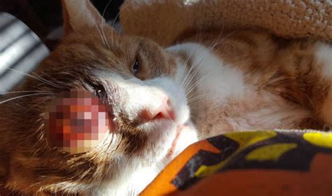 Cherished Pet Half Blinded By Air Gun Sniper In Latest