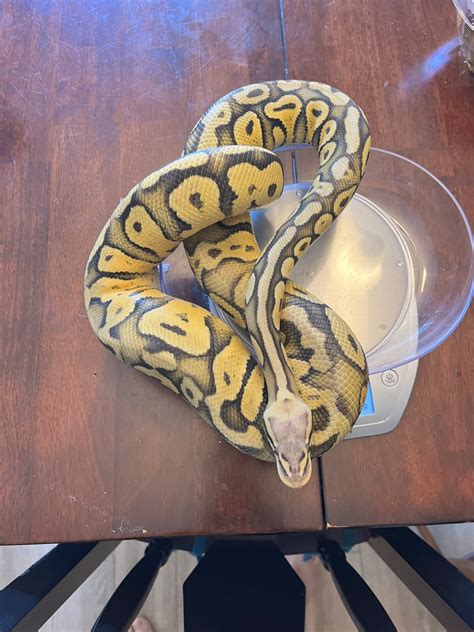 Super Pastel Orange Ghost Ball Python By Coldblooded Dna Morphmarket