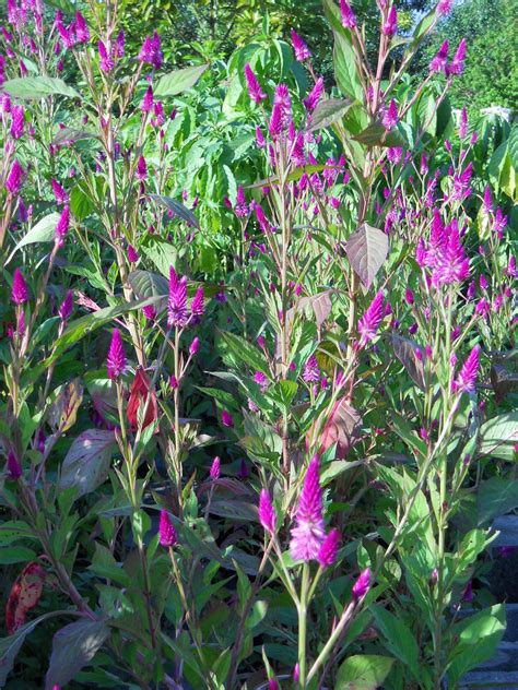 Celosia Argentea Var Spicataflamingo Feather Richard Lyons Nursery