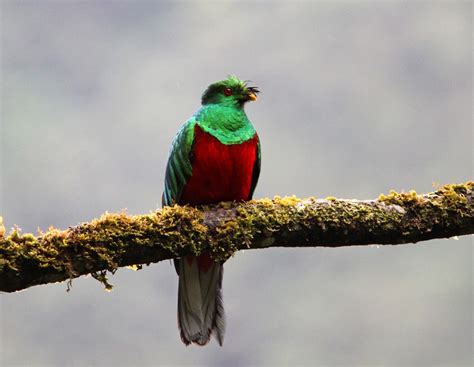 10 Beautiful Colombian Birds And Where To Find Them
